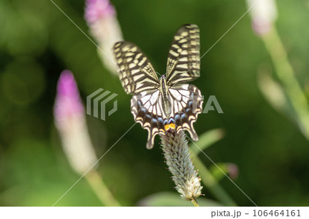 アゲハ 106464161