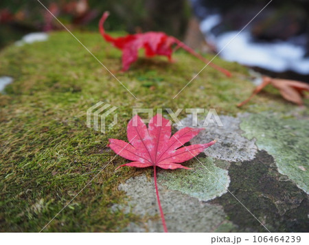 苔石に紅葉 106464239