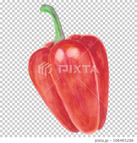 赤いパプリカの水彩手描きイラスト素材 106465286