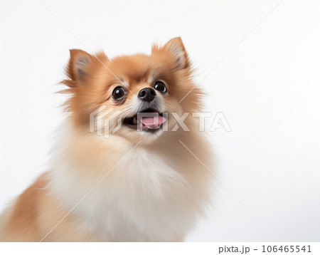ポメラニアンとチワワのミックス犬が舌を出している。白背景。生成AI 106465541