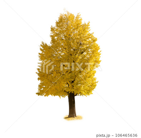 Golden Ginkgo biloba Tree in Autumn season isolated on white background Golden Ginkgo biloba Tree in Autumn season isolated on white background 106465636