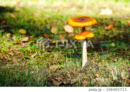 秋の日に森の生えるキノコ 秋の日に森の生えるキノコ 106465713