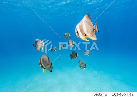 青い海と魚たち 106465745