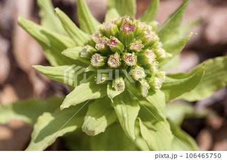 ふきのとう 106465750