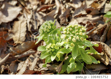 ふきのとう ふきのとう 106465752