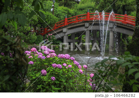 紫陽花咲く心字池 106466282