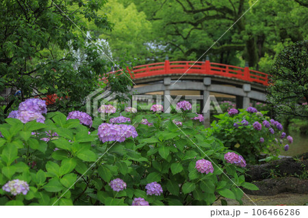 紫陽花咲く心字池 紫陽花咲く心字池 106466286