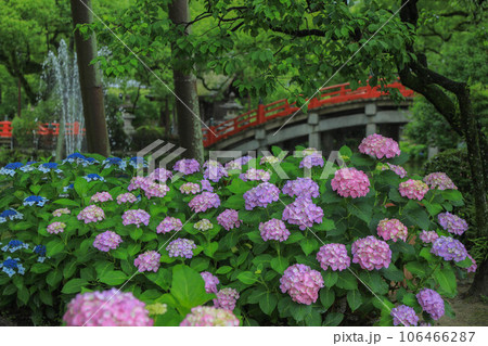 紫陽花咲く心字池 106466287