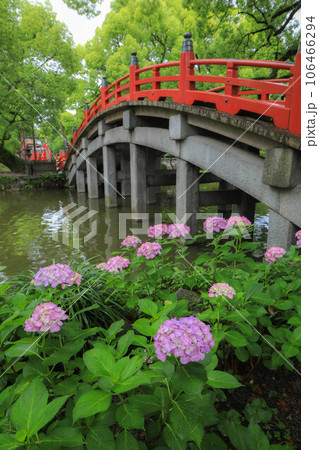 紫陽花咲く心字池 106466294