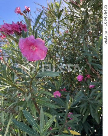 キョウチクトウ(夾竹桃)の花 夏に咲くピンクの有毒植物 キョウチクトウ(夾竹桃)の花 夏に咲くピンクの有毒植物 106466435