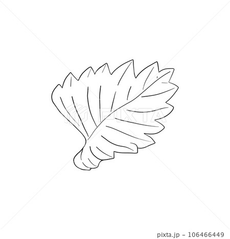 Vector, line illustration of strawberry leaf, strawberry hand drawn. Isolated plant leaf on white background drawn in ink. Print for fabric, packaging, label, poster, print, logo Vector, line illustration of strawberry leaf, strawberry hand drawn. Isolated plant leaf on white background drawn in ink. Print for fabric, packaging, label, poster, print, logo 106466449