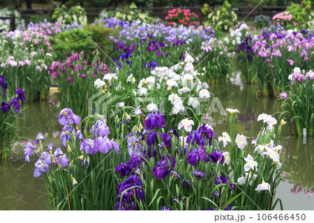 雨の日の花菖蒲 雨の日の花菖蒲 106466450