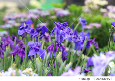 雨の日の花菖蒲 106466451