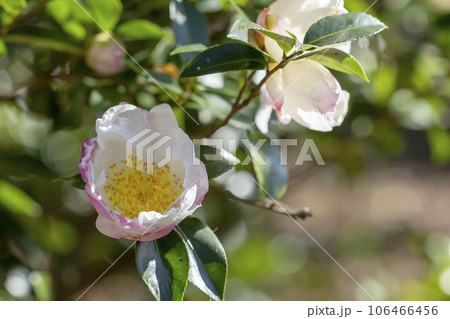 サザンカ サザンカ 106466456