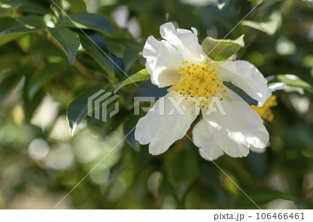 サザンカ サザンカ 106466461