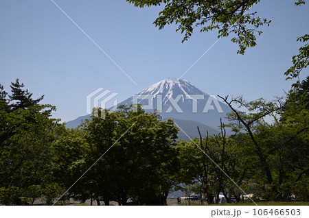 木々の間から見える冠雪した富士山 木々の間から見える冠雪した富士山 106466503