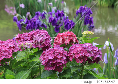 紫陽花と花菖蒲 106466547