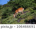 【静岡県富士宮市の風景】富士山登山道の鹿 106466691