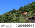 【静岡県富士宮市の風景】富士山登山道の鹿 106466693