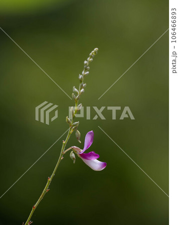紅紫色のミヤギノハギ 紅紫色のミヤギノハギ 106466893