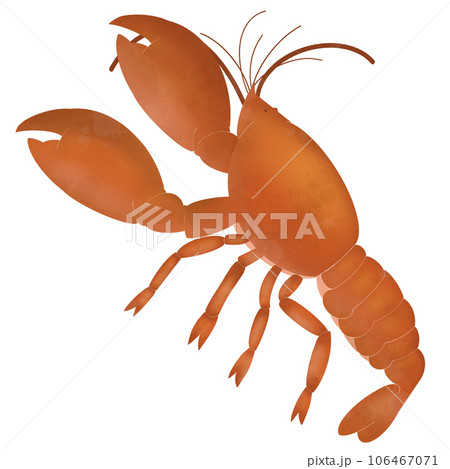 orange shrimp orange shrimp 106467071