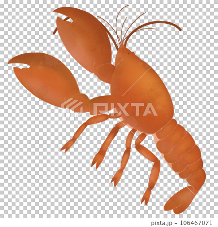 orange shrimp orange shrimp 106467071