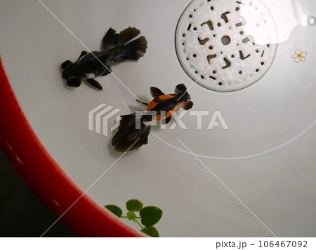 金魚 きんぎょ キンギョ 106467092