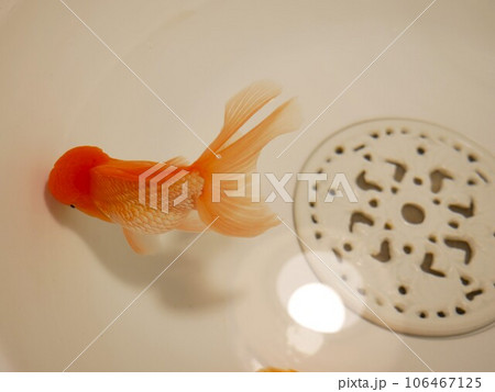 金魚 きんぎょ キンギョ 106467125