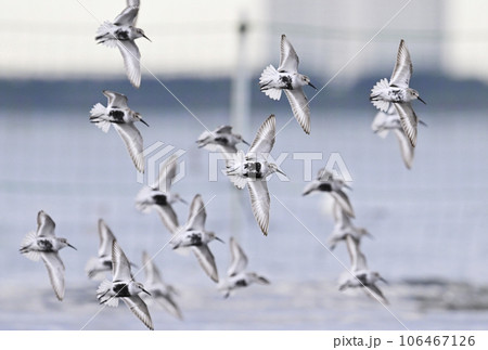 ハマシギ飛翔 106467126