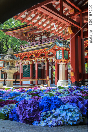 太宰府天満宮の花手水 太宰府天満宮の花手水 106467210
