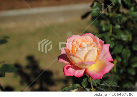 荒尾市 おもやい市民花壇 バラの花、 荒尾市 おもやい市民花壇 バラの花、 106467386