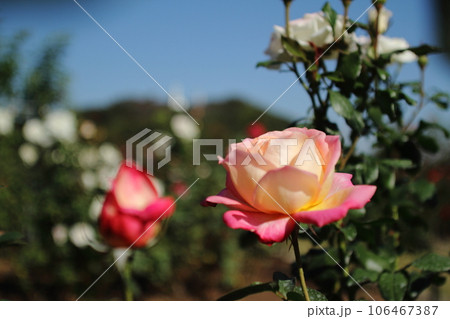 荒尾市 おもやい市民花壇 バラの花、 荒尾市 おもやい市民花壇 バラの花、 106467387