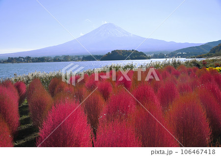 紅葉のコキアから河口湖と富士山を望む 106467418