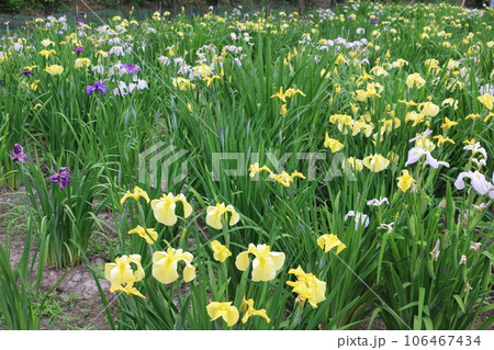 福山 平家谷 花しょうぶ園 福山 平家谷 花しょうぶ園 106467434
