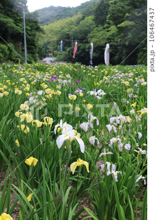 福山　平家谷　花しょうぶ園 106467437