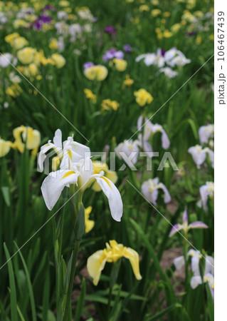 福山　平家谷　花しょうぶ園 106467439