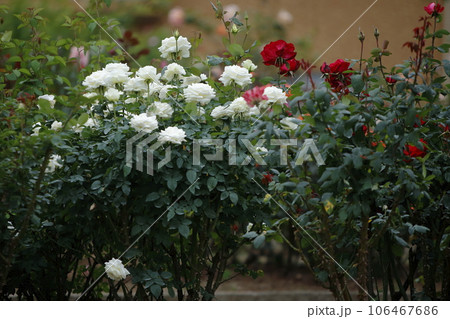 荒尾市 おもやい市民花壇 バラの花、 荒尾市 おもやい市民花壇 バラの花、 106467686