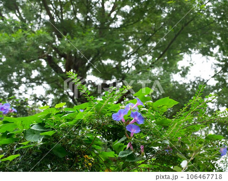花 フラワー お花 106467718