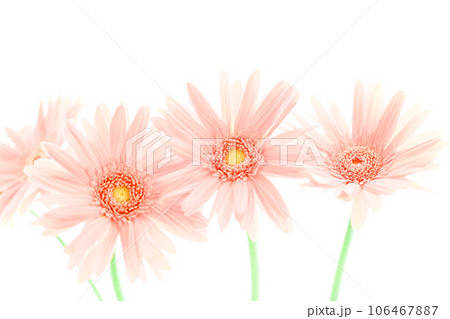明るいピンクのガーベラの花 明るいピンクのガーベラの花 106467887