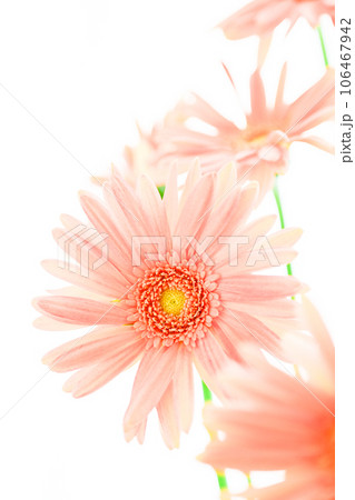 明るいピンクのガーベラの花 明るいピンクのガーベラの花 106467942