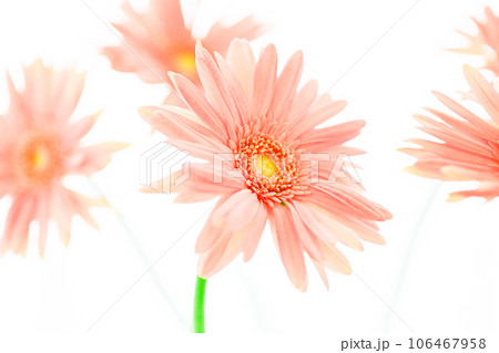明るいピンクのガーベラの花 106467958