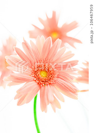 明るいピンクのガーベラの花 106467959