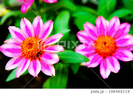 ピンクの雛菊 106468119