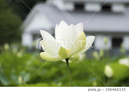 初夏に咲く蓮の花 初夏に咲く蓮の花 106468135