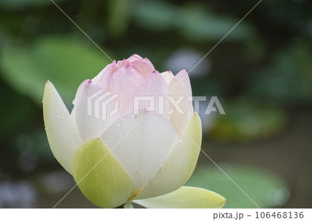 初夏に咲く蓮の花 106468136