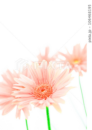 ピンクの明るいガーベラの花 ピンクの明るいガーベラの花 106468195