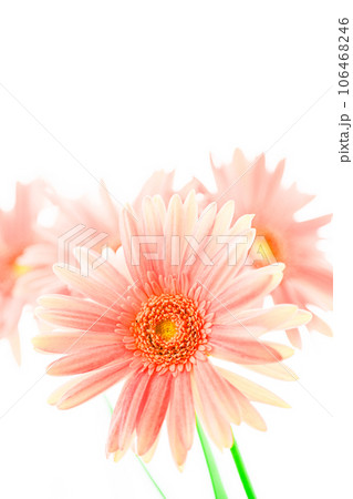 ピンクの明るいガーベラの花 ピンクの明るいガーベラの花 106468246