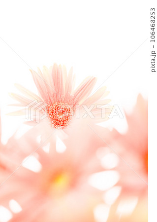 ピンクの明るいガーベラの花 106468253