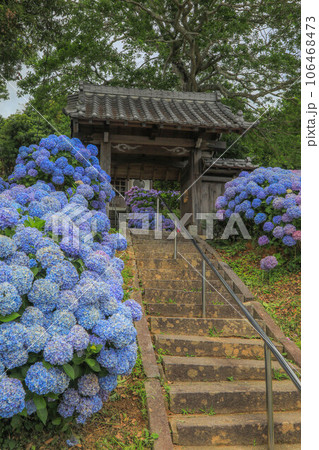 ヲベタ清正公堂の紫陽花 106468473