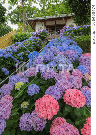 ヲベタ清正公堂の紫陽花 106468474